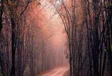 加拿大运动员勇夺游泳比赛冠军